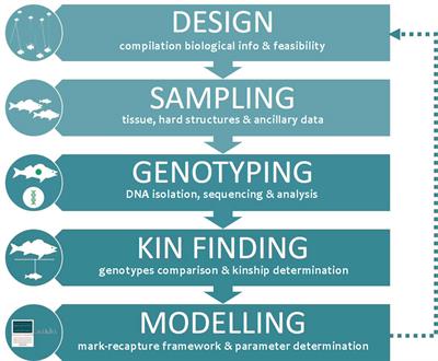 A review of genomics methods and bioinformatics tools for the analysis of close-kin mark-recapture